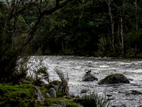Whio, Manganui o te Ao River, New Zealand